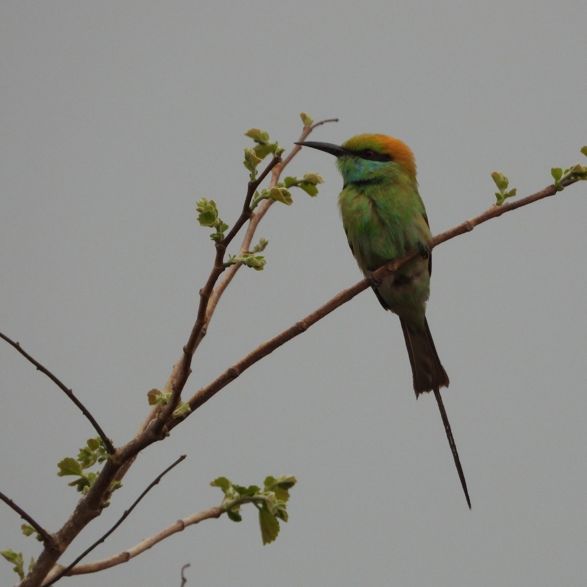 Asian Green Bee-eater - ML619227774