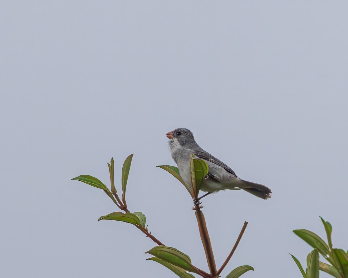 White-bellied Seedeater - ML619227921