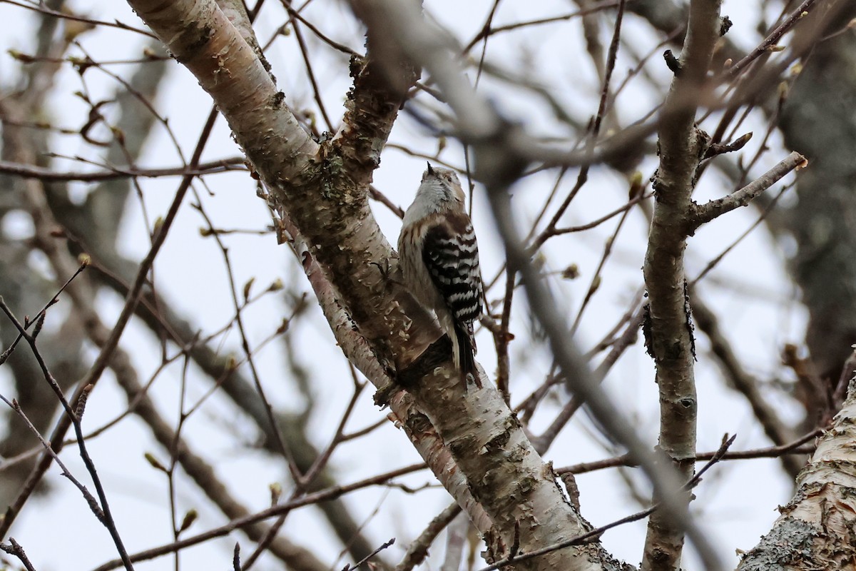 Japanese Pygmy Woodpecker - ML619227946