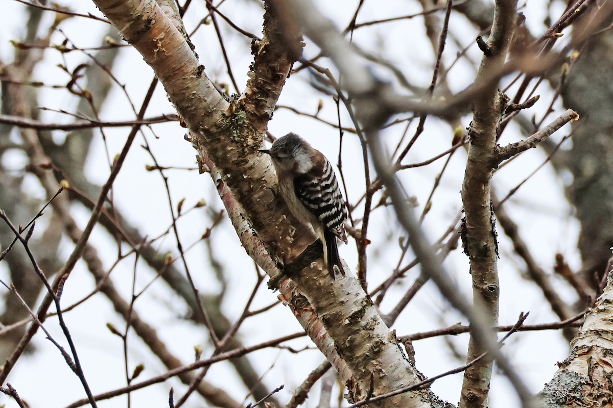 Japanese Pygmy Woodpecker - ML619227947