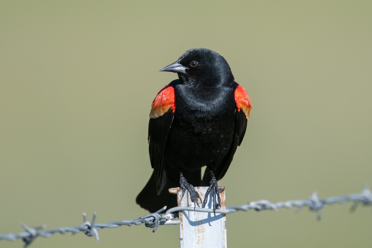Red-winged Blackbird - ML619227949