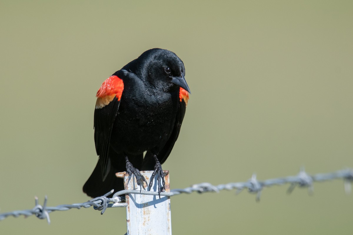 Red-winged Blackbird - ML619227950
