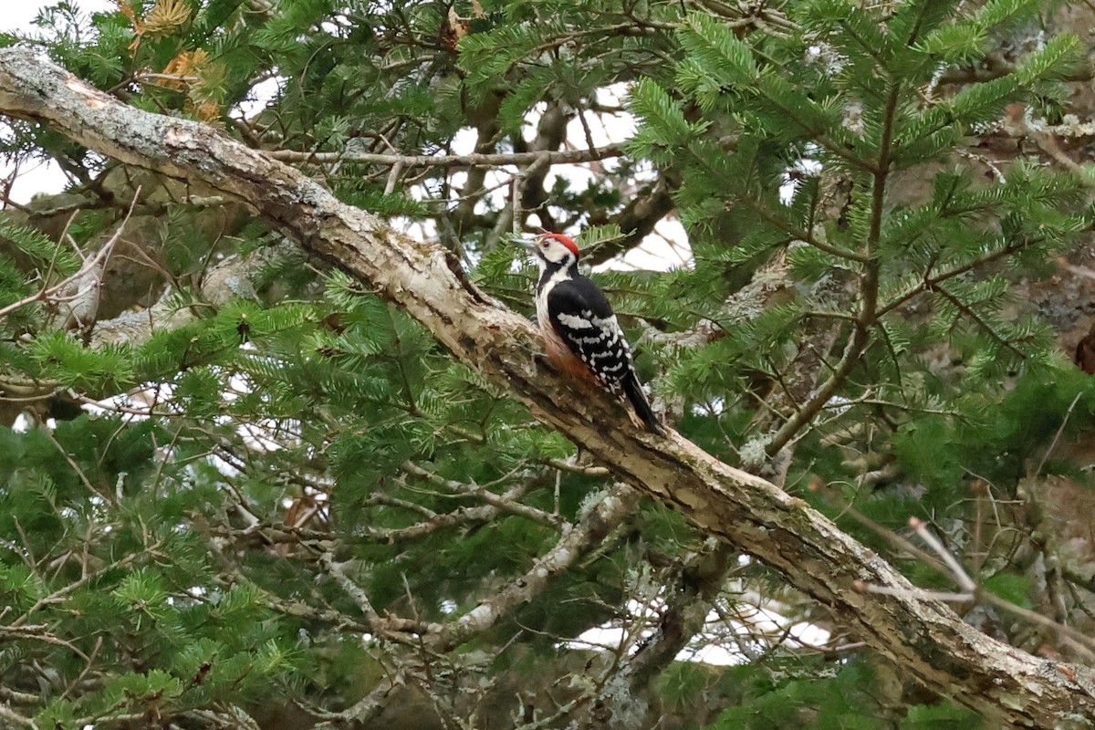 White-backed Woodpecker - ML619227963