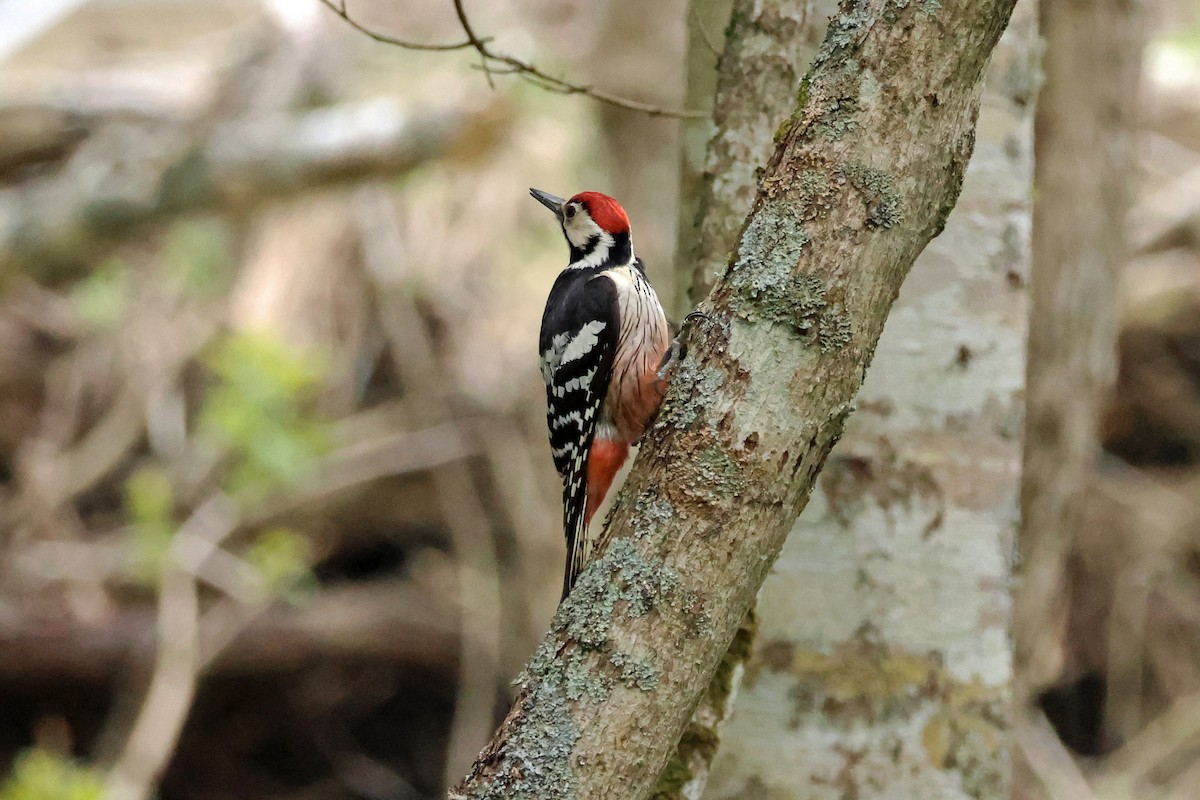 White-backed Woodpecker - ML619227964