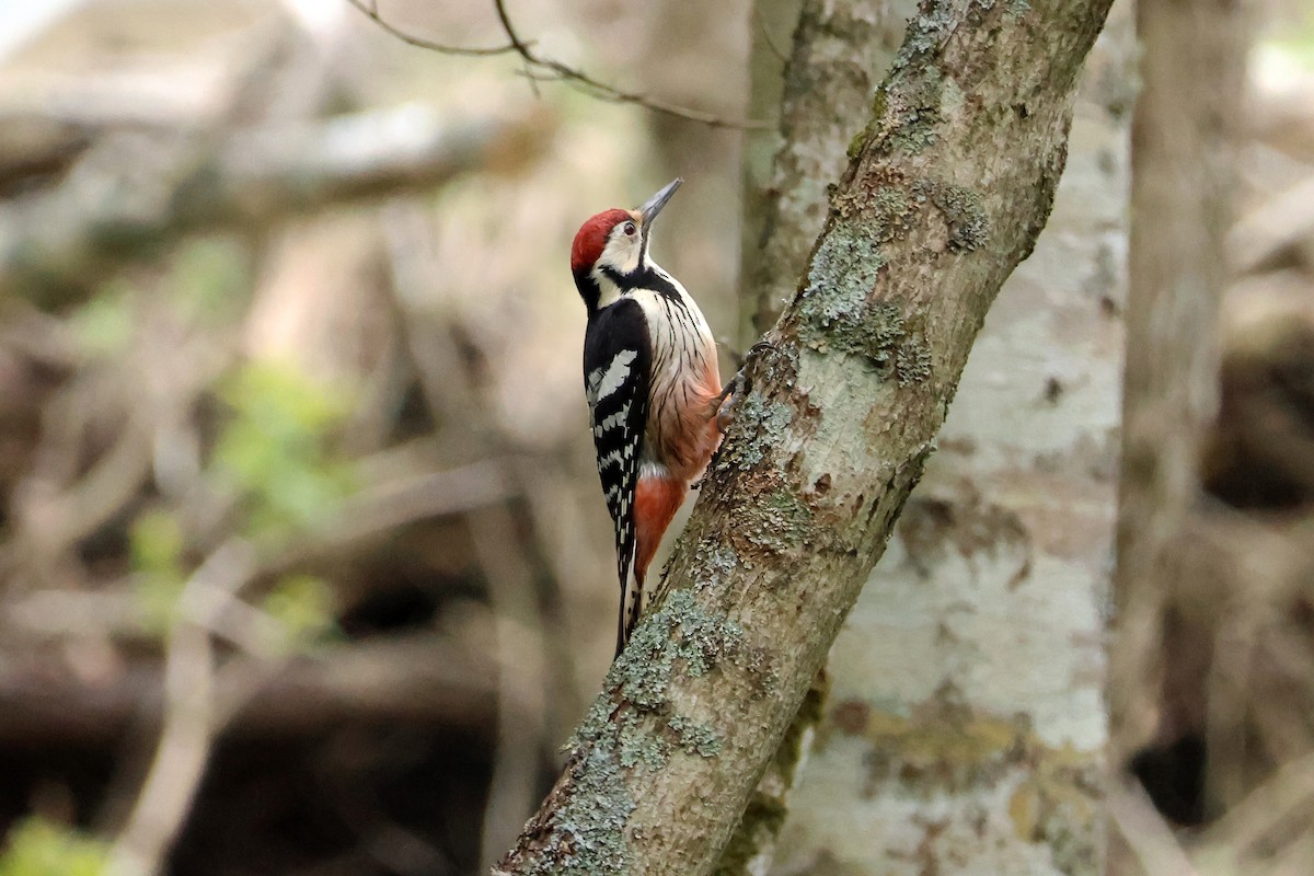 White-backed Woodpecker - ML619227967