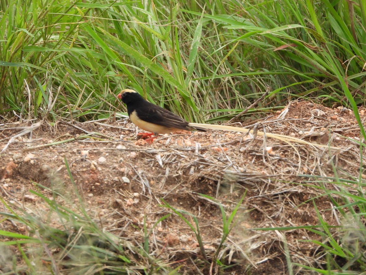 Straw-tailed Whydah - ML619227974
