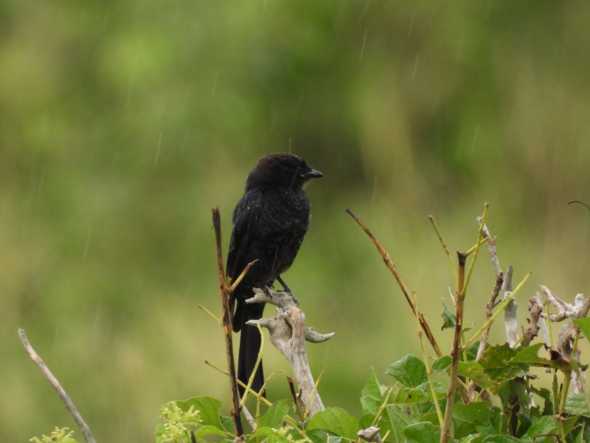 Fork-tailed Drongo - ML619228028