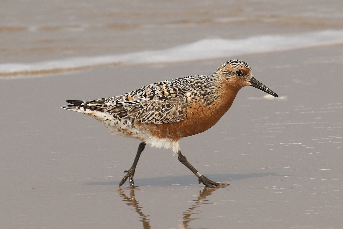Red Knot - ML619228052