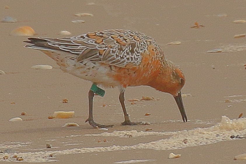 Red Knot - ML619228058