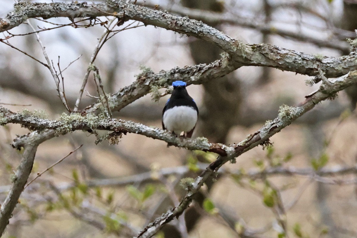 Blue-and-white Flycatcher - ML619228096