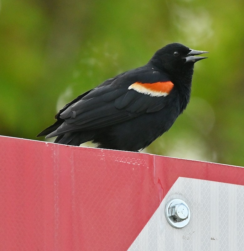 Red-winged Blackbird - ML619228115