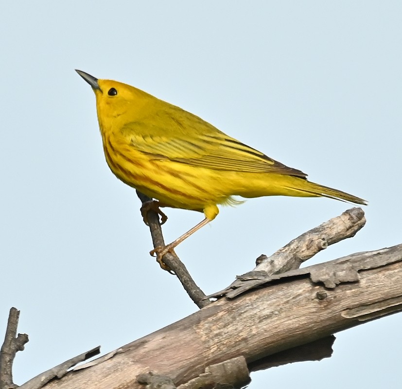 Yellow Warbler - ML619228119