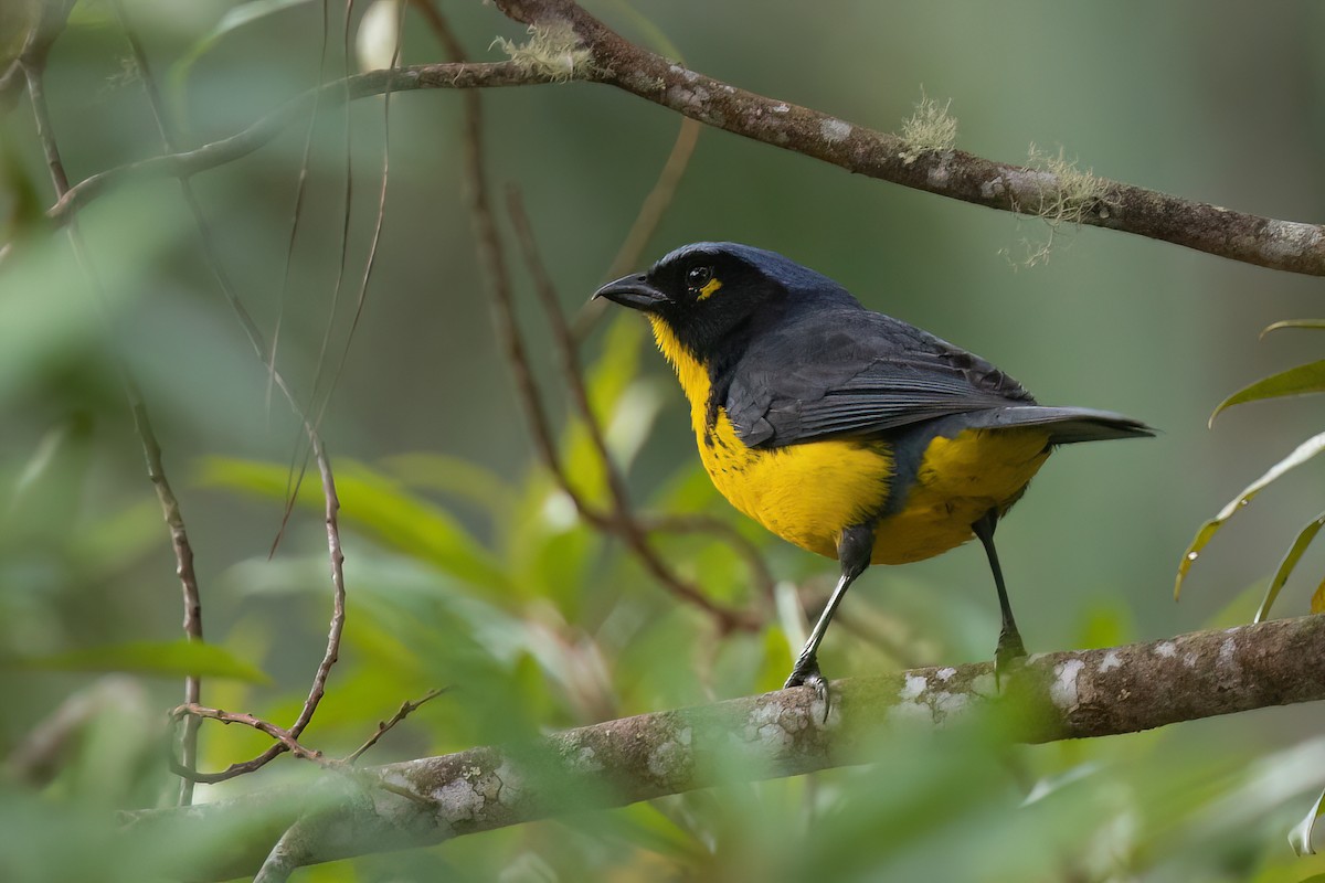 Black-cheeked Mountain Tanager - ML619228141