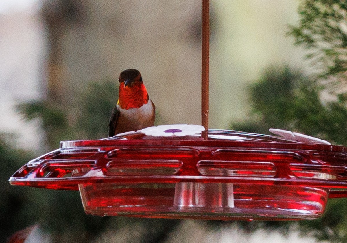 Rufous Hummingbird - ML619228235