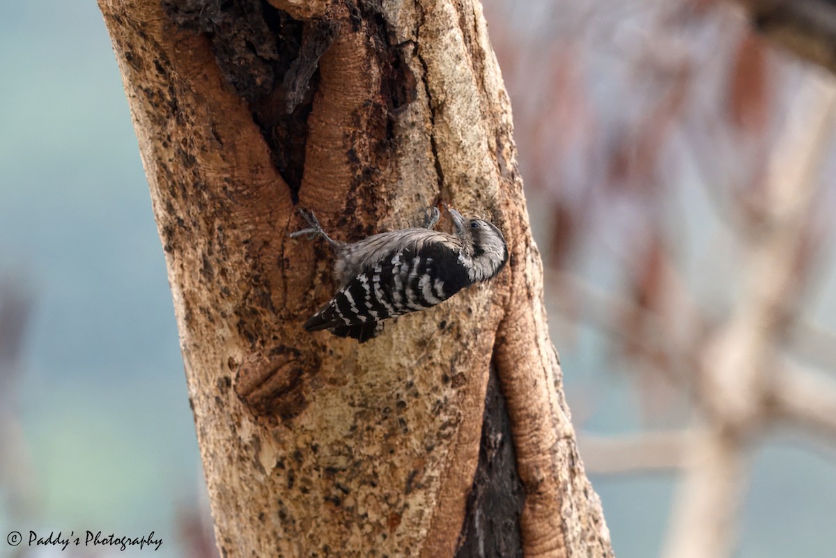 Gray-capped Pygmy Woodpecker - ML619228249