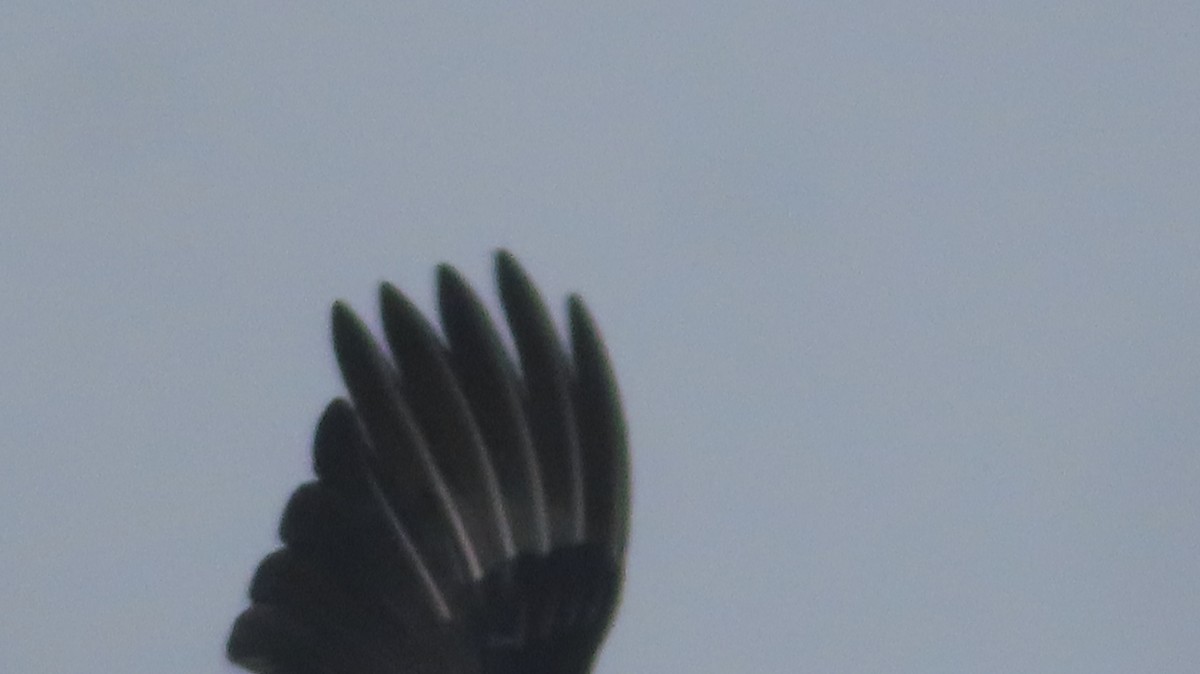 Black Vulture - ML619228295