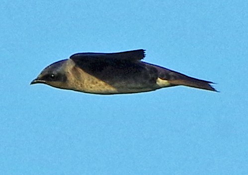Northern Rough-winged Swallow - ML619228347