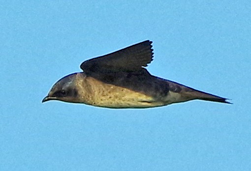 Northern Rough-winged Swallow - ML619228348