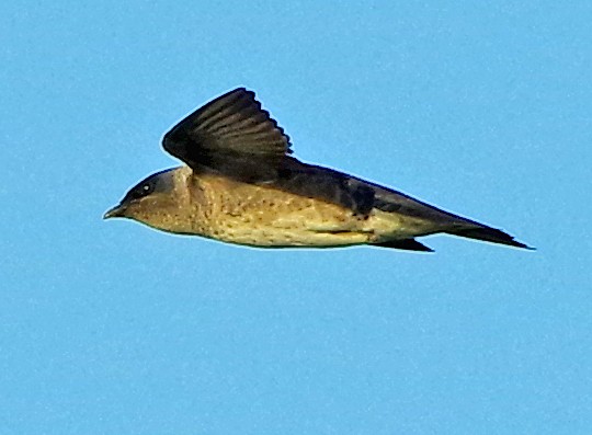 Northern Rough-winged Swallow - ML619228350