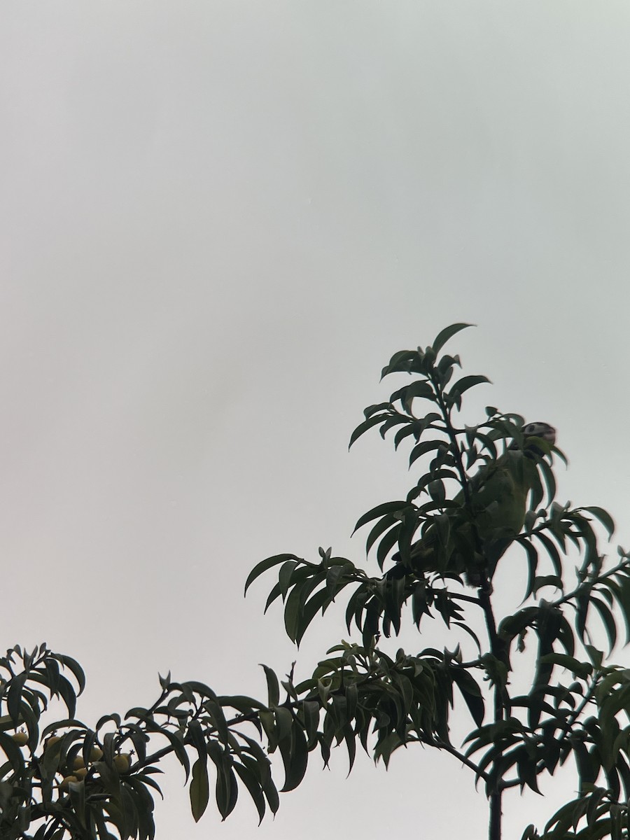 Kahverengi Başlı Papağan - ML619228358
