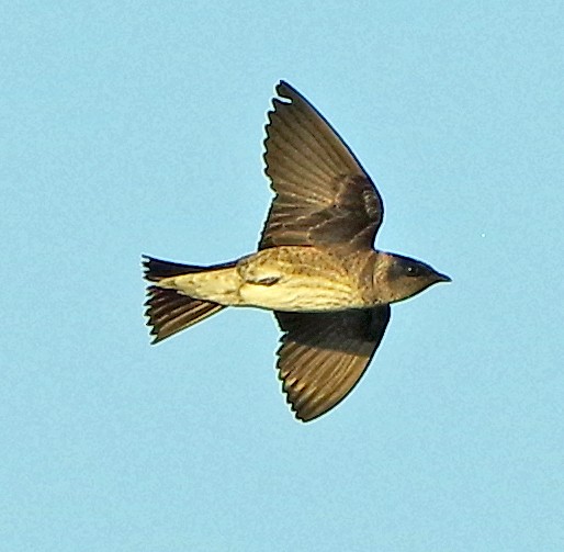 Northern Rough-winged Swallow - ML619228361
