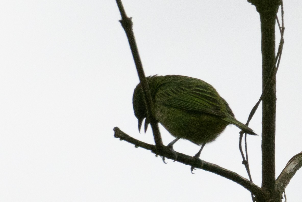 Spotted Tanager - ML619228374