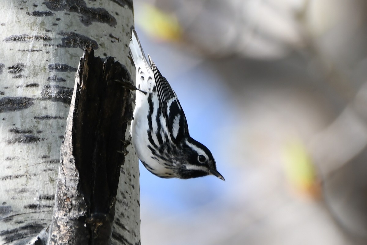 Black-and-white Warbler - ML619228375