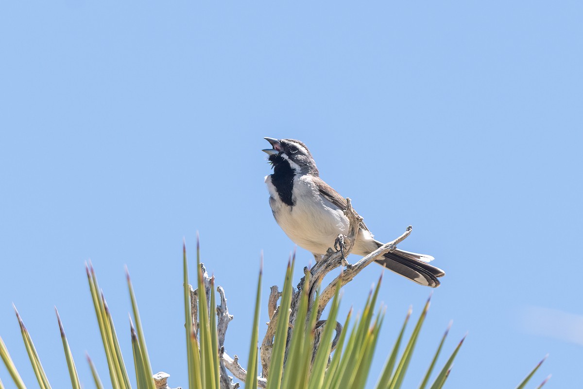 Black-throated Sparrow - ML619228381