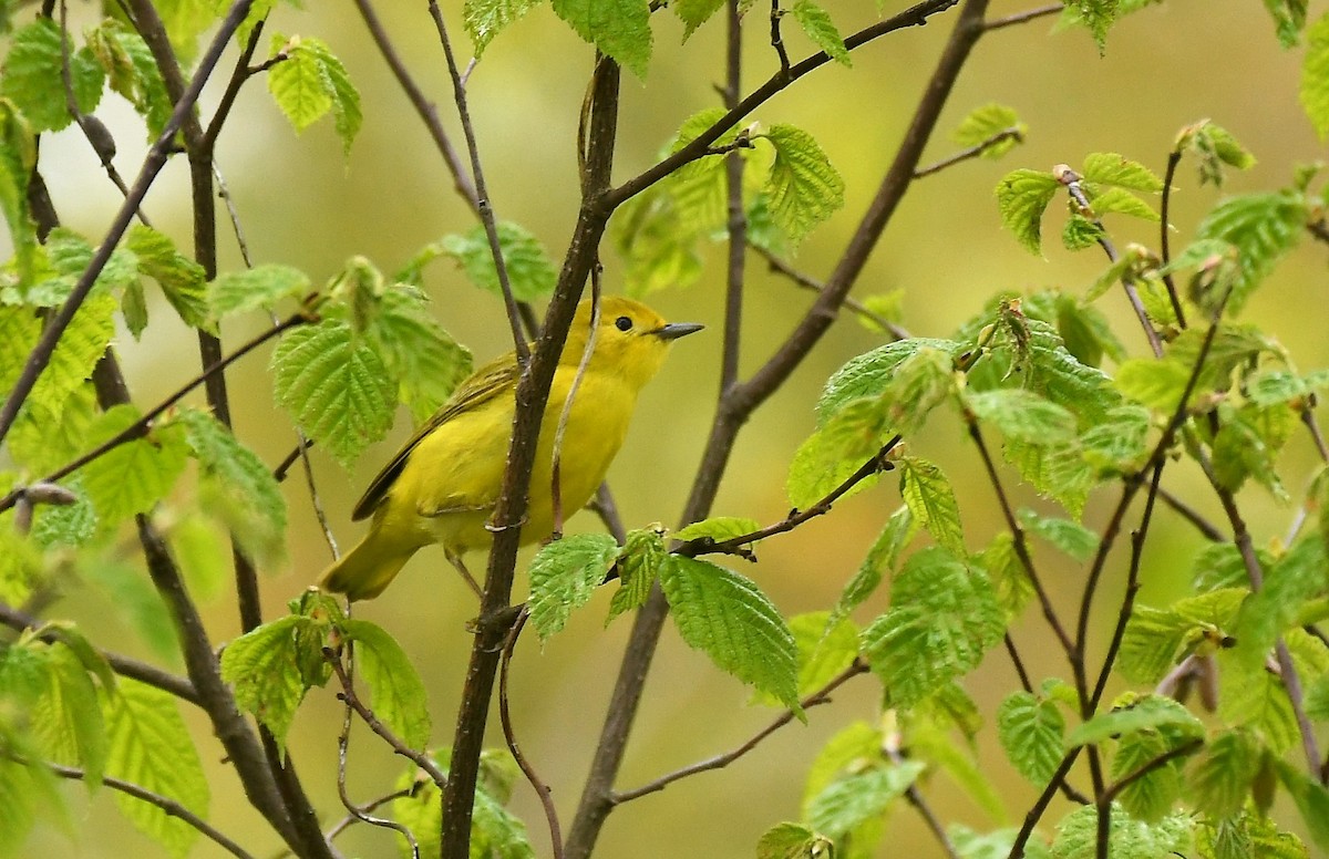 Yellow Warbler - ML619228385