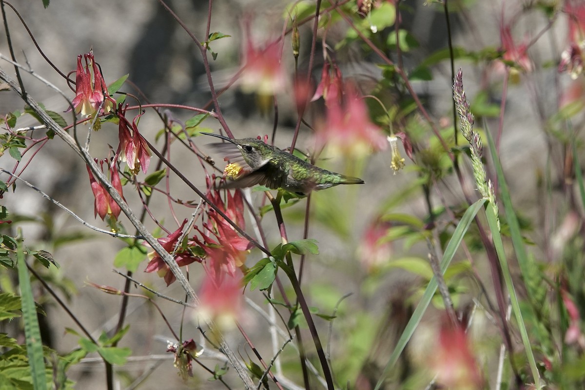 Ruby-throated Hummingbird - ML619228392
