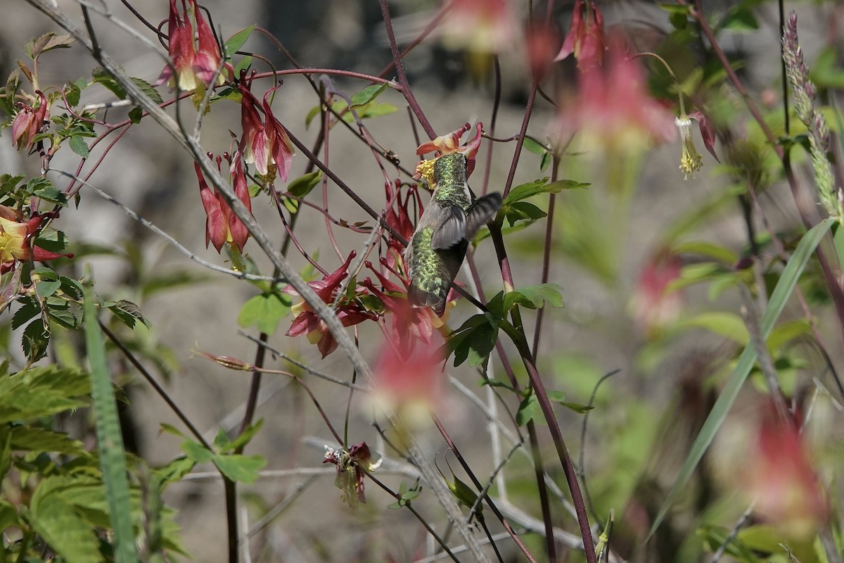 Ruby-throated Hummingbird - ML619228394