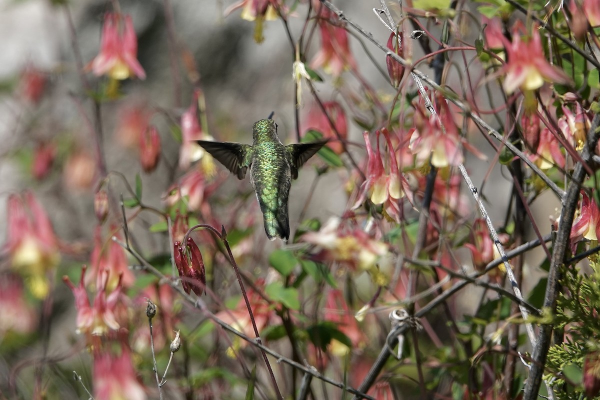 Ruby-throated Hummingbird - ML619228398