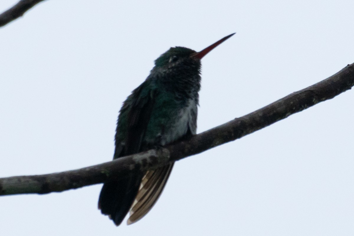 kolibřík zrcadlový - ML619228400