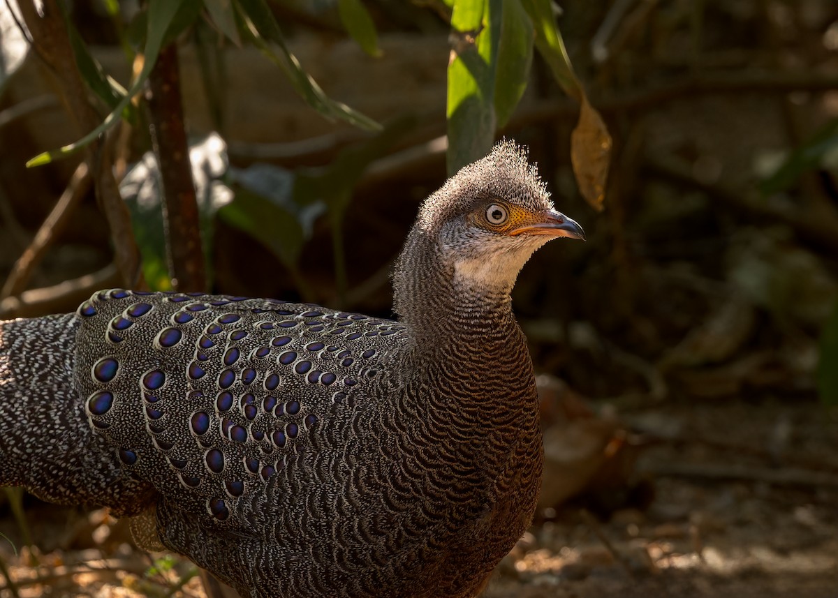 Gray Peacock-Pheasant - ML619228418