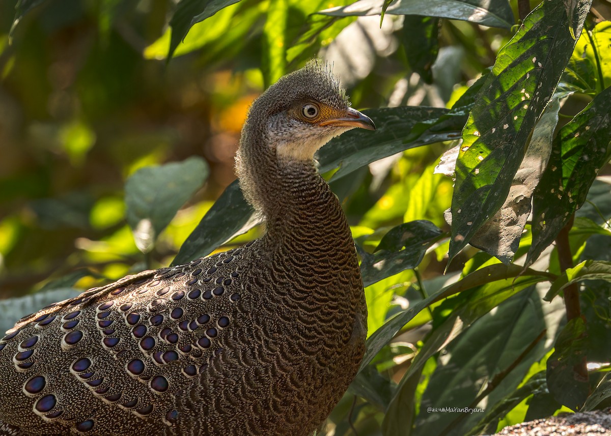 Gray Peacock-Pheasant - ML619228419