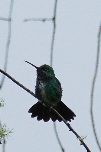 kolibřík zrcadlový - ML619228433
