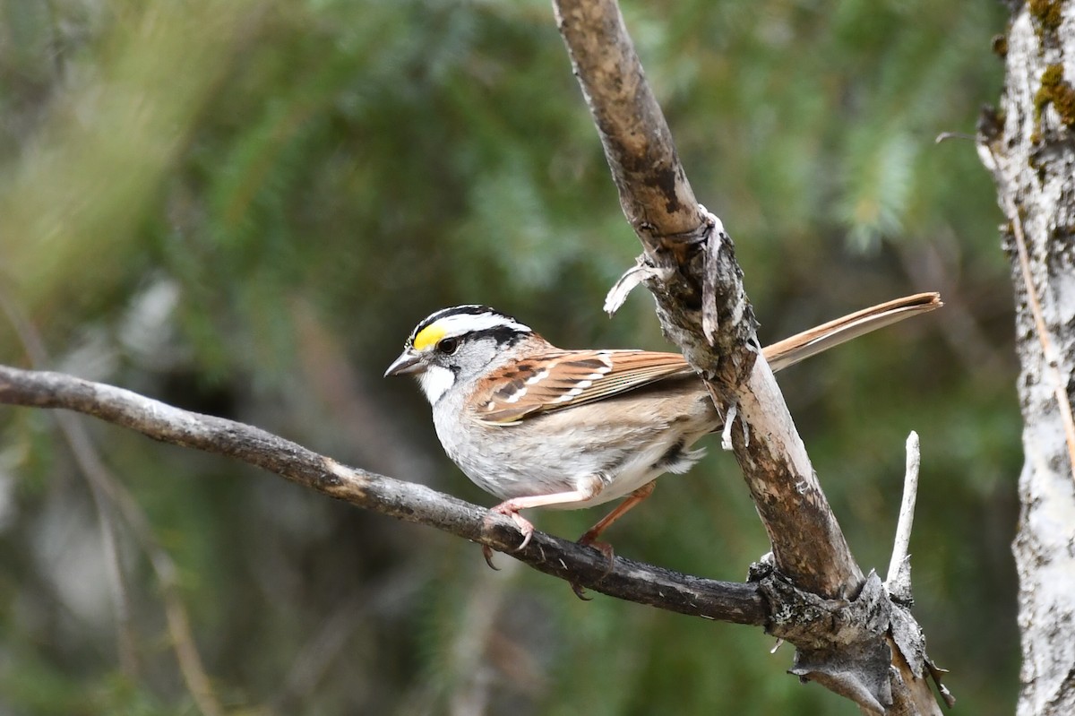 White-throated Sparrow - ML619228434