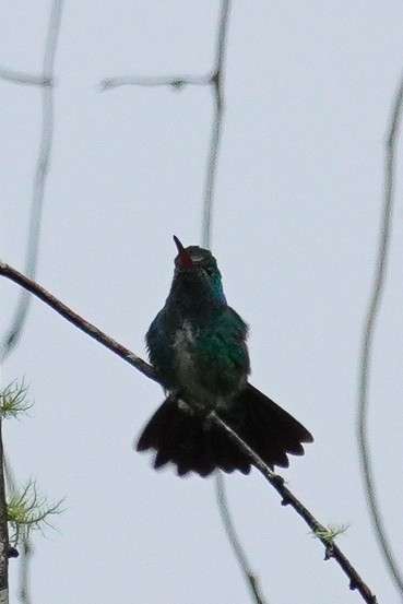 kolibřík zrcadlový - ML619228436