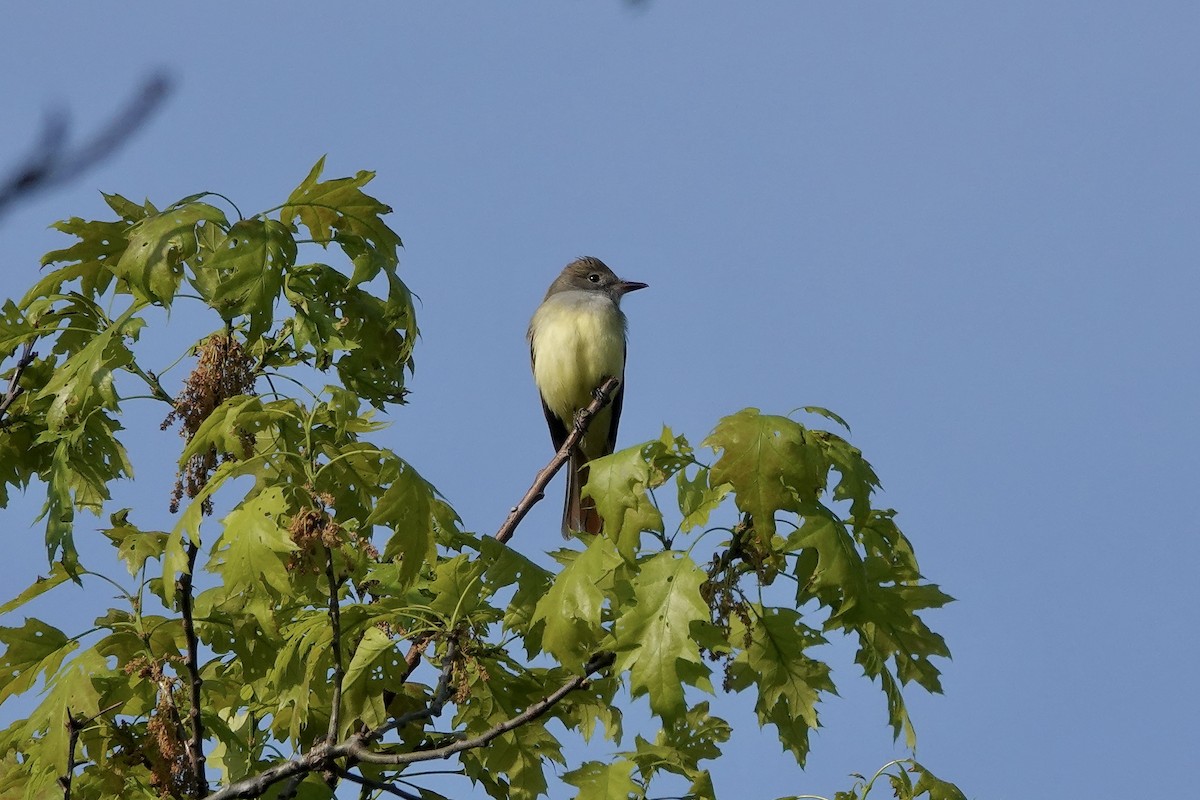 Great Crested Flycatcher - ML619228465