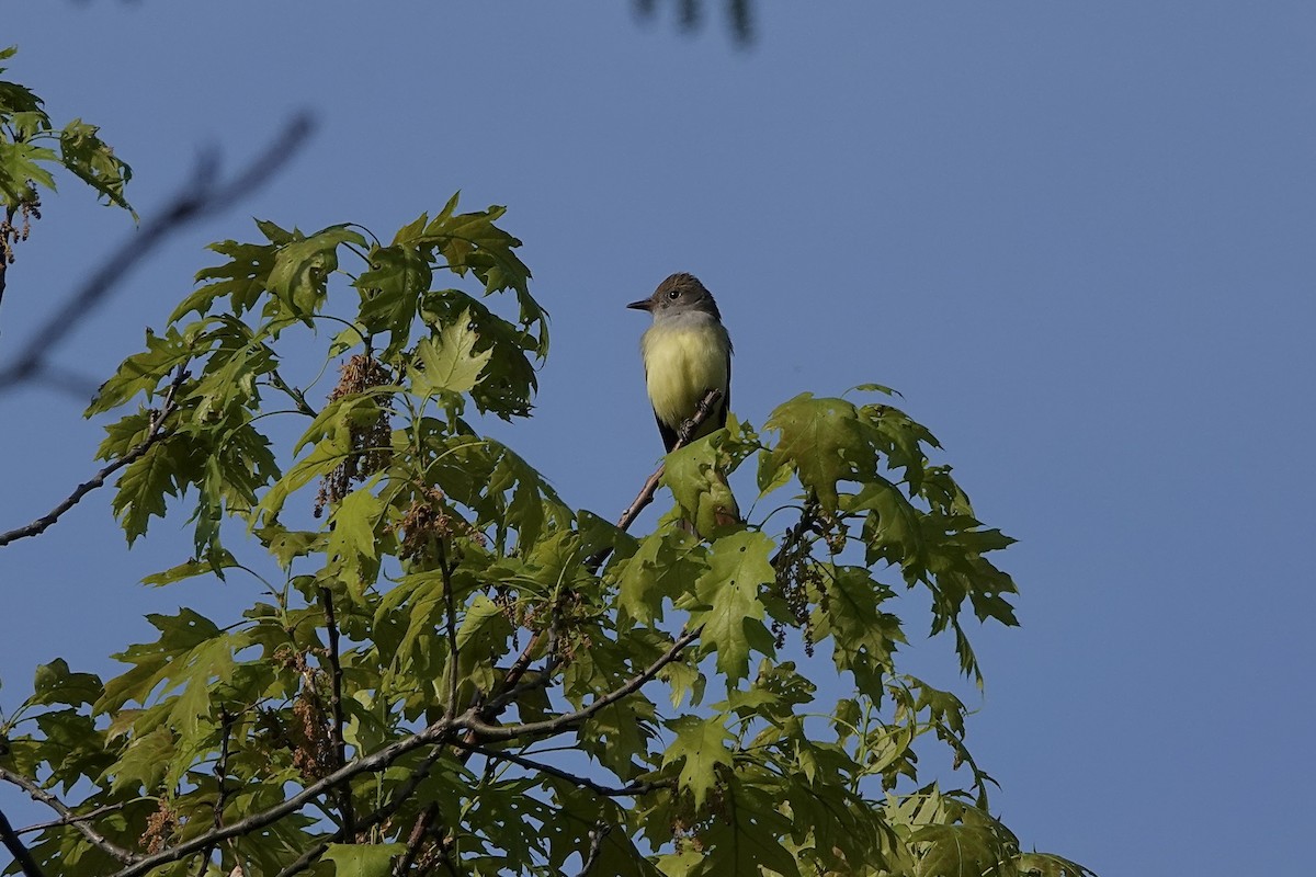 Great Crested Flycatcher - ML619228466