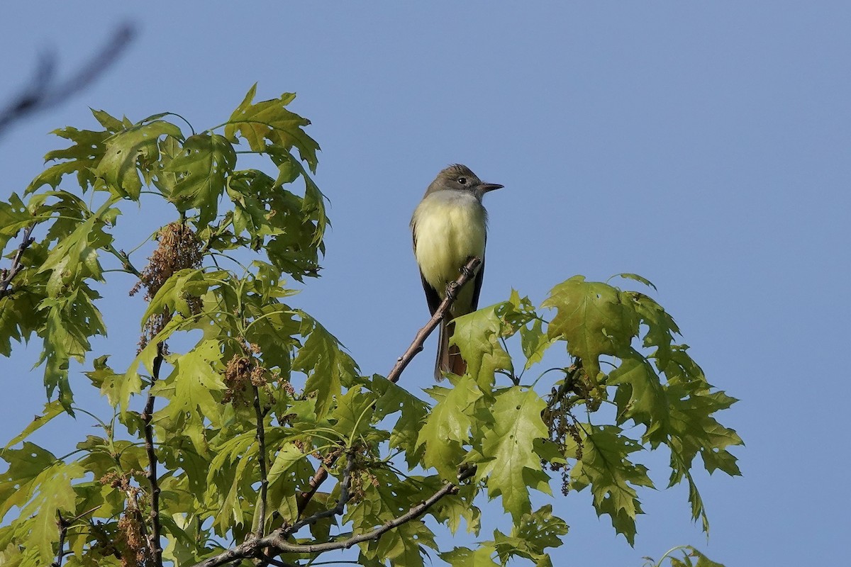 Great Crested Flycatcher - ML619228467