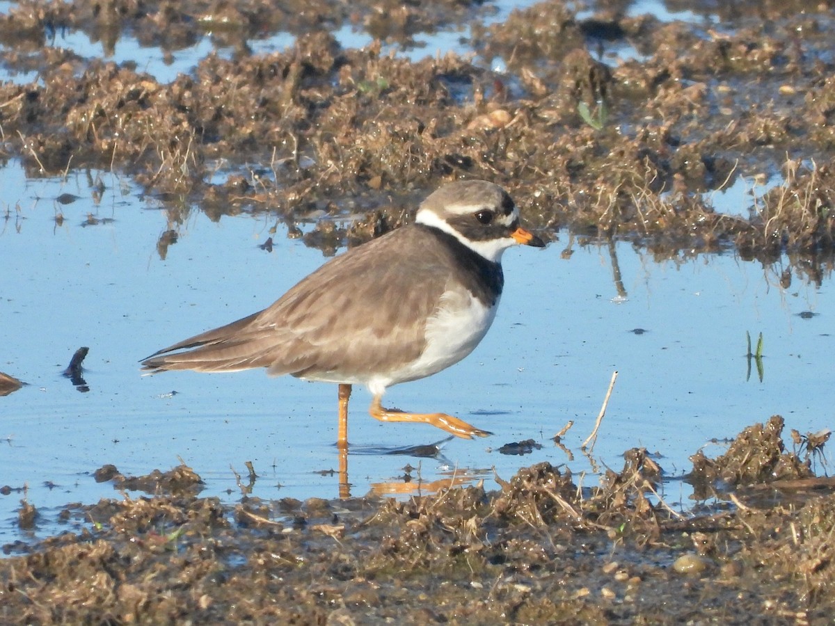 Common Ringed Plover - ML619228491