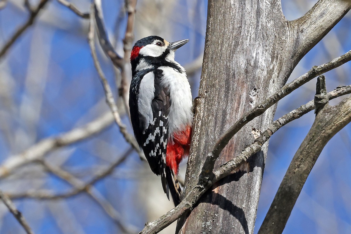 Great Spotted Woodpecker - ML619228494