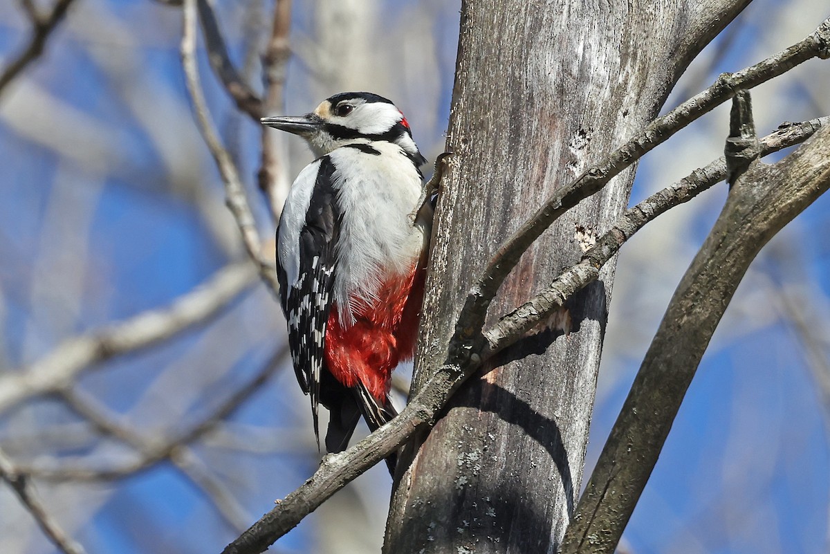 Great Spotted Woodpecker - ML619228496