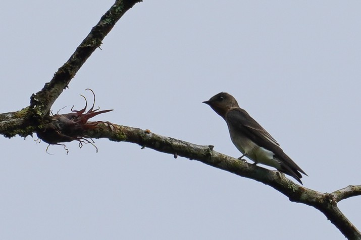 Southern Rough-winged Swallow - ML619228499