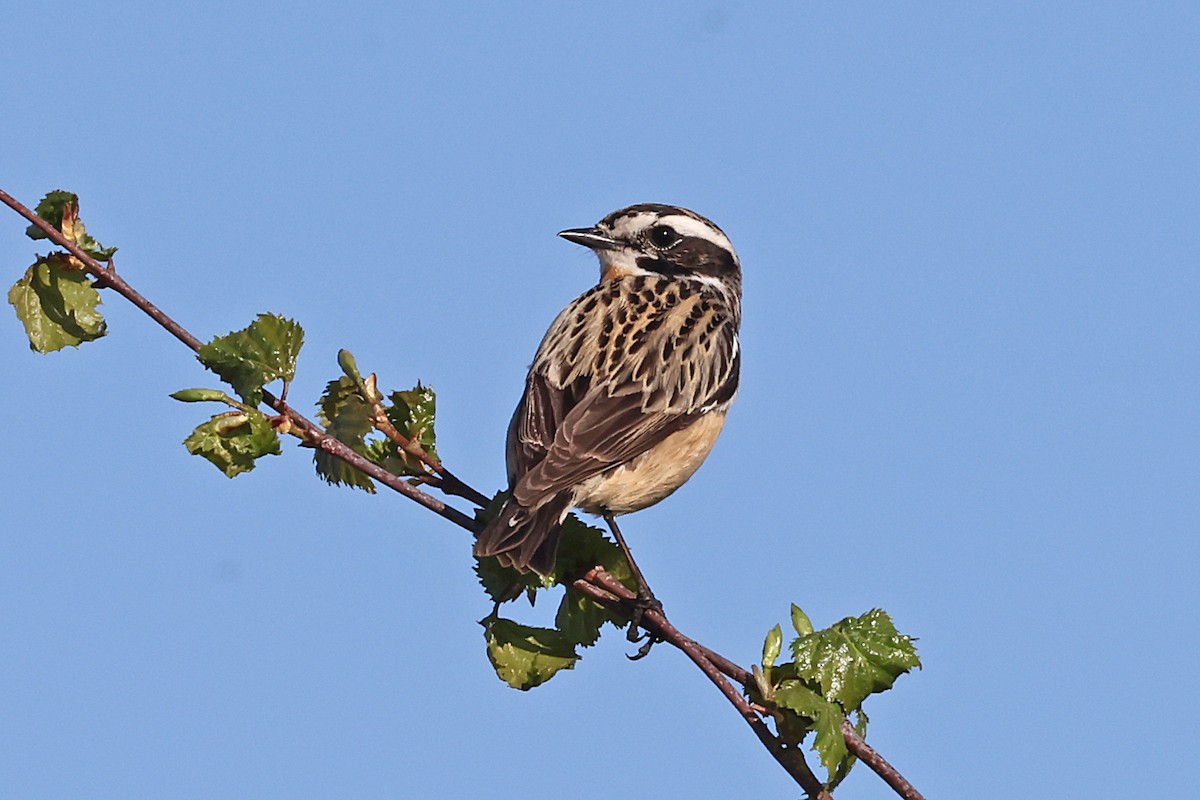 Whinchat - ML619228500