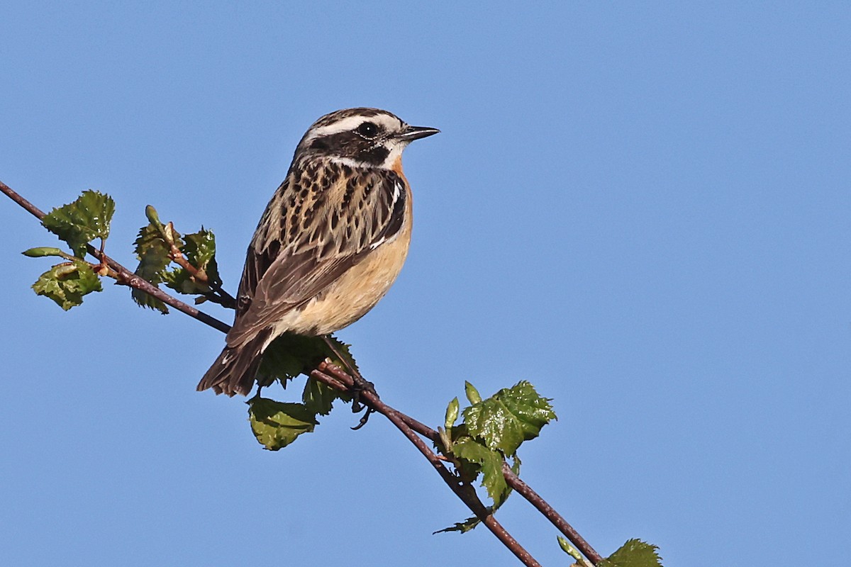 Whinchat - ML619228503