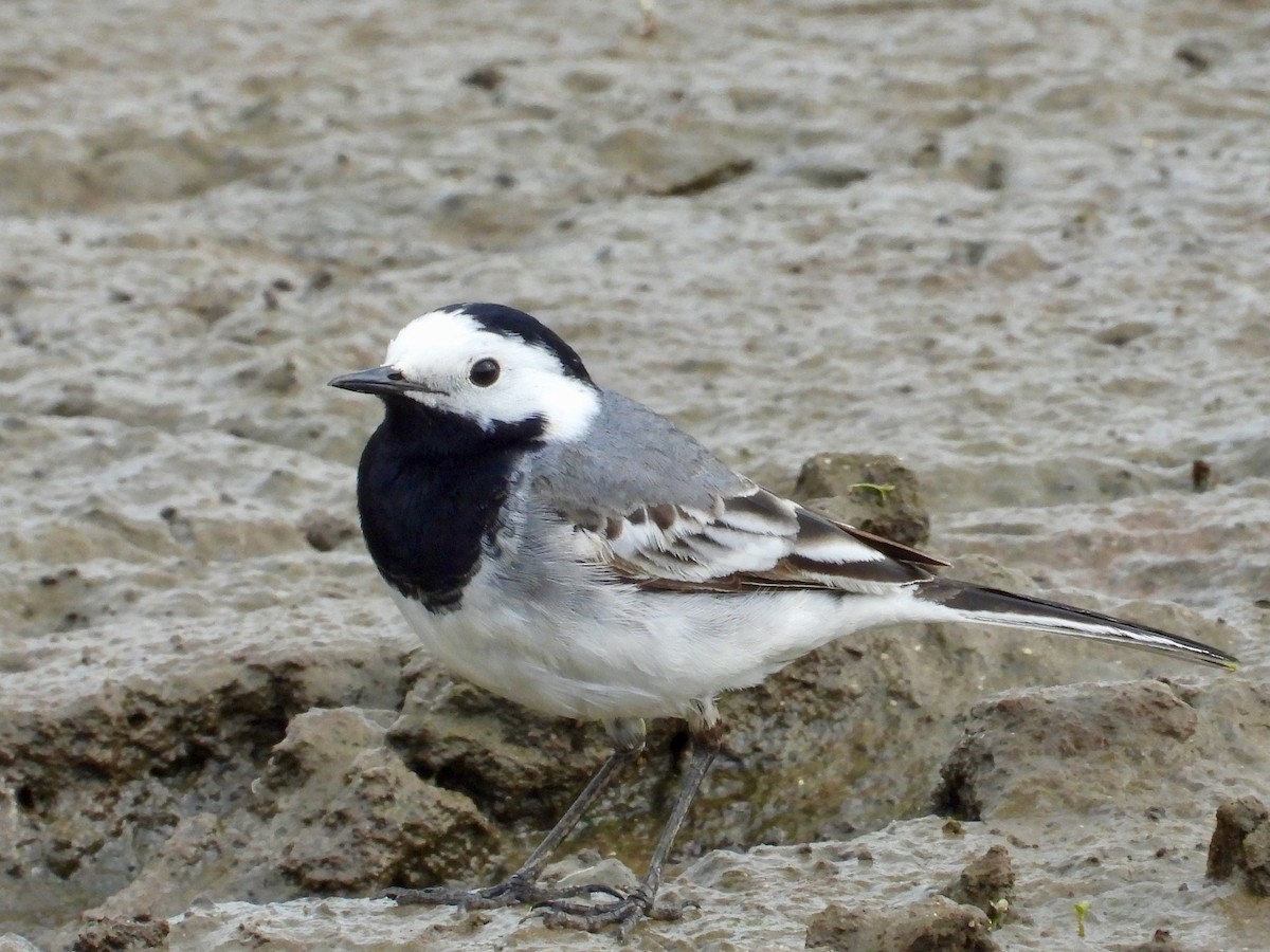 White Wagtail (White-faced) - ML619228505