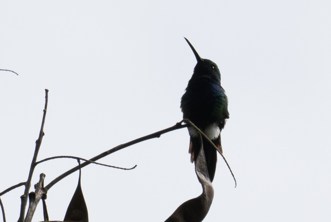kolibřík tropický - ML619228514