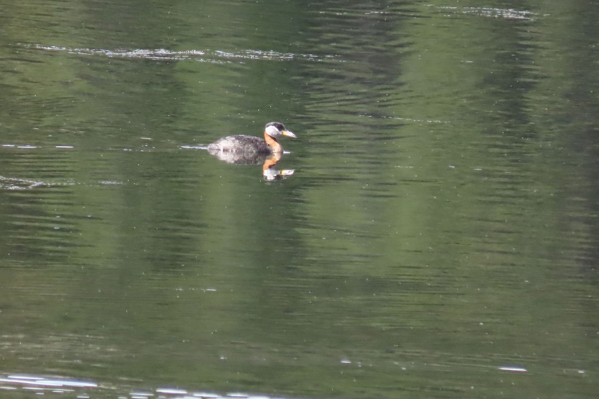 Red-necked Grebe - ML619228543